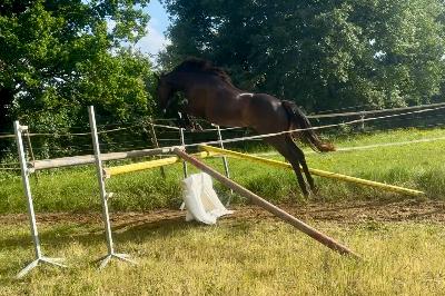 NOBLESSE DE FERBET