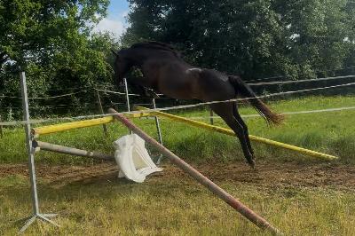 NOBLESSE DE FERBET