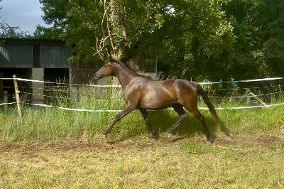 NOBLESSE DE FERBET