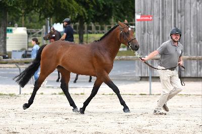 N'JOY STAR DE CISAI