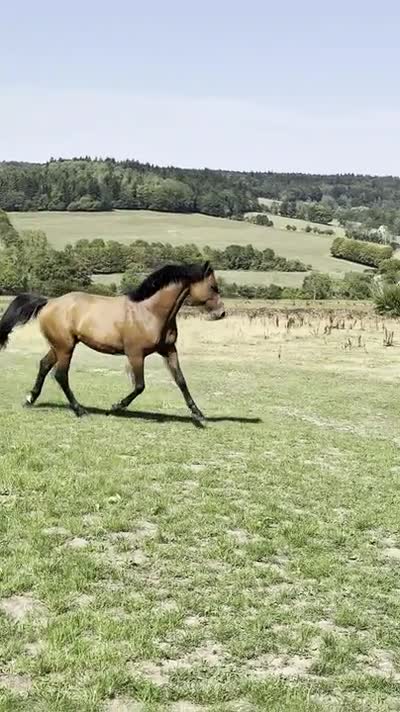N'JOY STAR DE CISAI