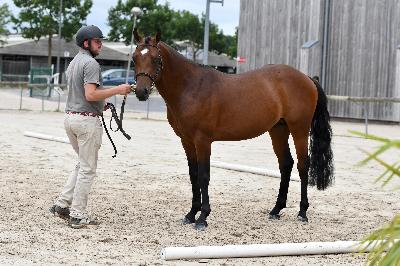 N'JOY STAR DE CISAI