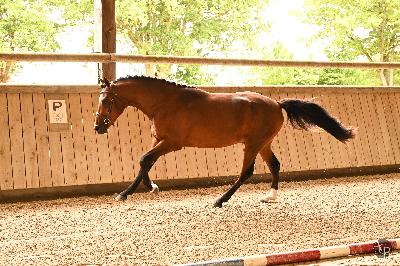 NABSTAR DU PARC