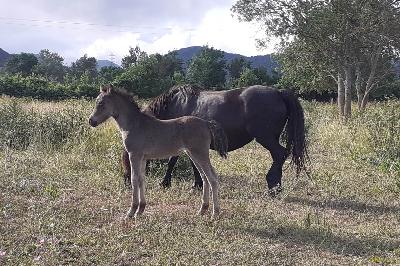 Narmia &agrave; la naissance