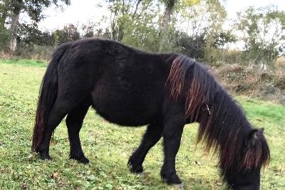 Nemo du Bourrisson 3 ans