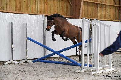 NICETY STAR DE DIANE
