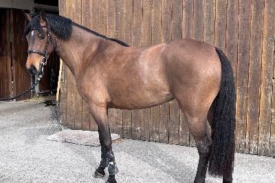 NICETY STAR DE DIANE