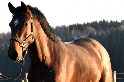 NUMEROBIS DU CHARMEUX