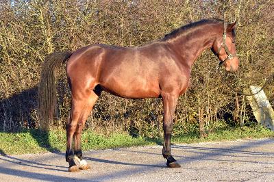 NUMEROBIS DU CHARMEUX