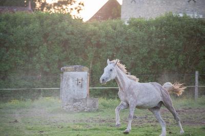 NEWRY DU CASTILLON