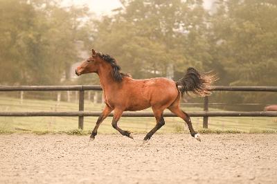 NAIADE BLOEM