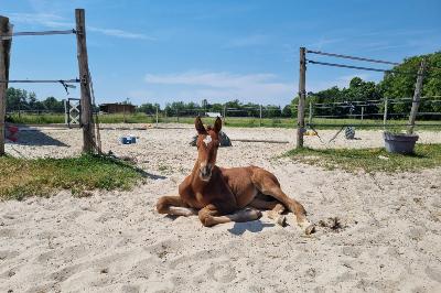 NAMASSE T DE LA BRIDE