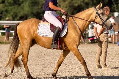 NOTINGAM DE CHATELAIN