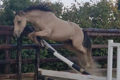 NOTINGAM DE CHATELAIN