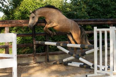 NOTINGAM DE CHATELAIN