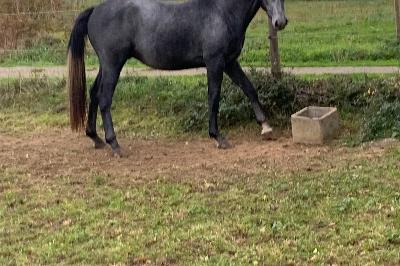 NOCARIO DE MENIL