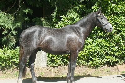 NEMESIS DU GEVAUDAN