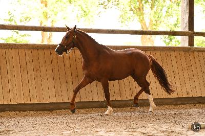 Num&eacute;rus de l'Aumoy