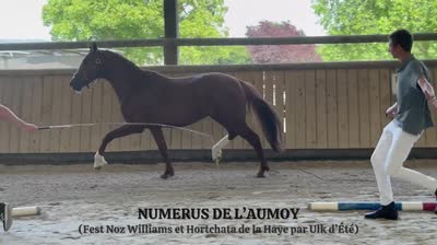 NUMERUS DE L'AUMOY