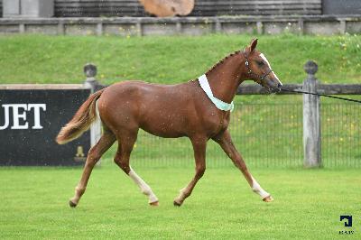 Num&eacute;rus de l'Aumoy - Champion supr&ecirc;me 2023