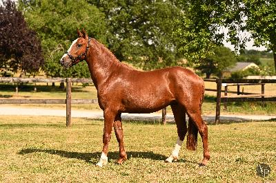 Num&eacute;rus de l'Aumoy