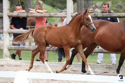 Num&eacute;rus de l'Aumoy - Champion de France des foals