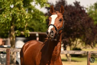 Num&eacute;rus de l'Aumoy