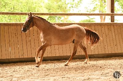 NUMANJI DE L&#039;AUMOY