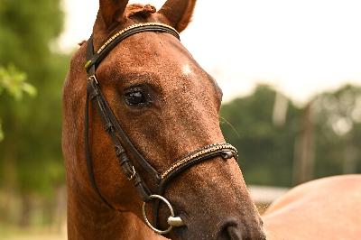 NUMANJI DE L&#039;AUMOY