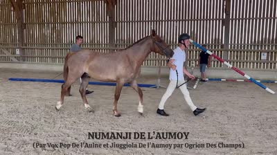 NUMANJI DE L'AUMOY