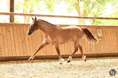 Numanji de l&#039;Aumoy