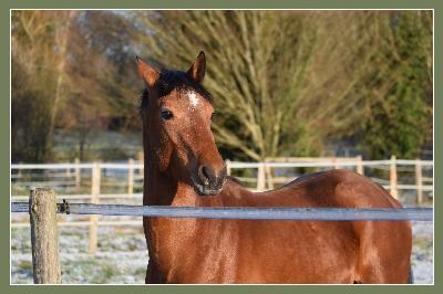 NOSY BE L'ANGUILLERE
