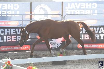 NO LIMIT DE CHAMBORD