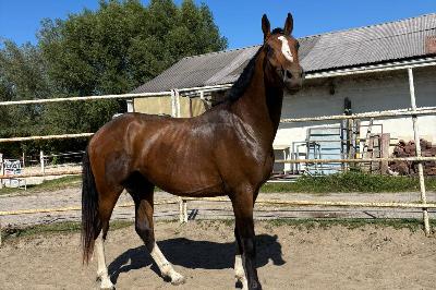 NARCO DE FONTAINE