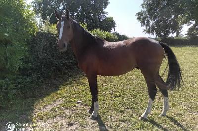 NARCO DE FONTAINE