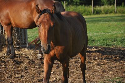 NINO DE BUIRE