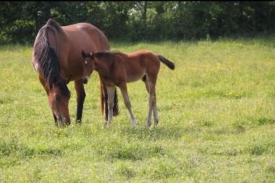 Nebraska de la bride