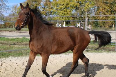 NEBRASKA DE LA BRIDE