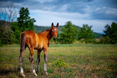 foal