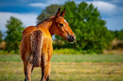 foal