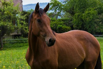 NEW STAR D'ARCHANGE