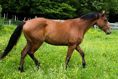 NEW STAR D'ARCHANGE