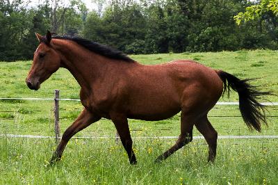 NEW STAR D'ARCHANGE