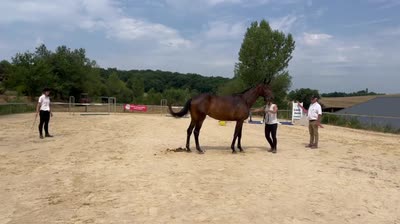 NIKITA D'OVALIE AA