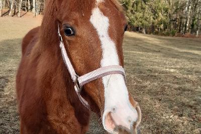 NANAO D&#039;ELPEGERE AA