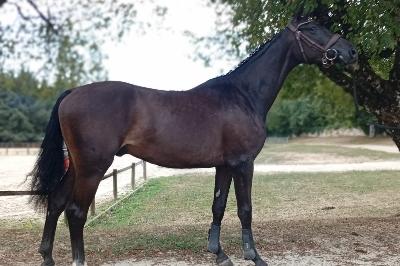 OUD DU PEYROUX