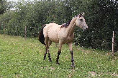 ODYSSEE D'AGHAN