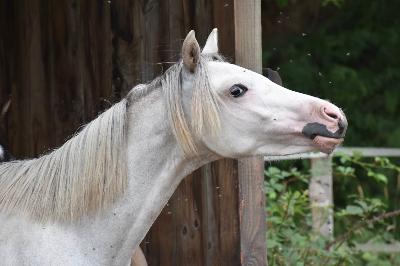 OKIMOUILLE DU MINERET