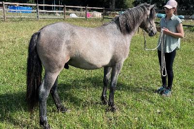 Olympe de la Rosalys