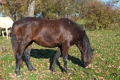 OLYMPE DES ZERAILLES